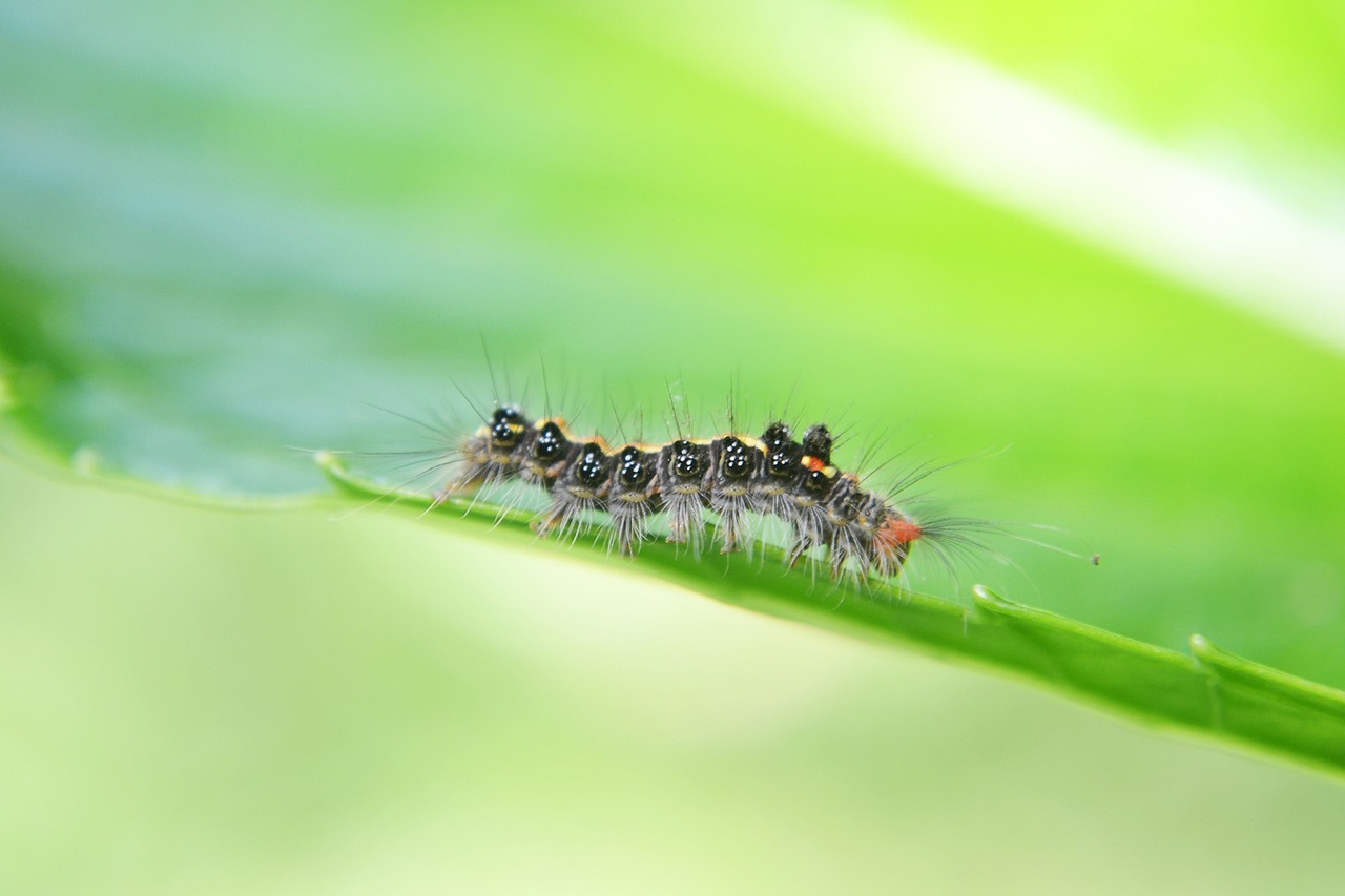 How to Make Your Own Natural Pest Repellent